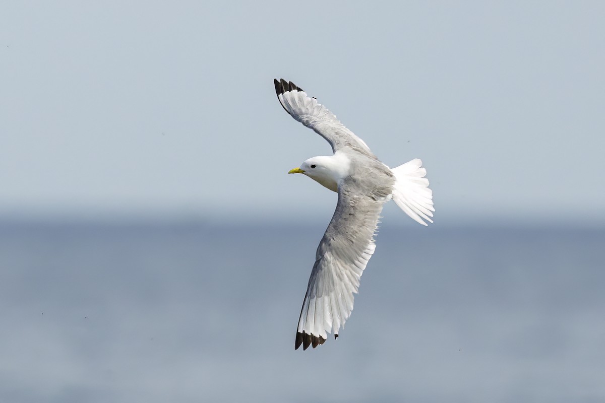 Black-legged Kittiwake - ML569088531