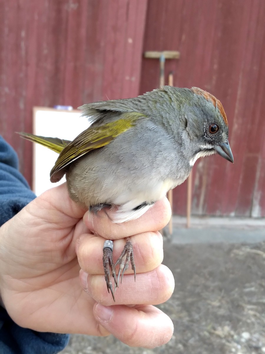 Green-tailed Towhee - ML569091631