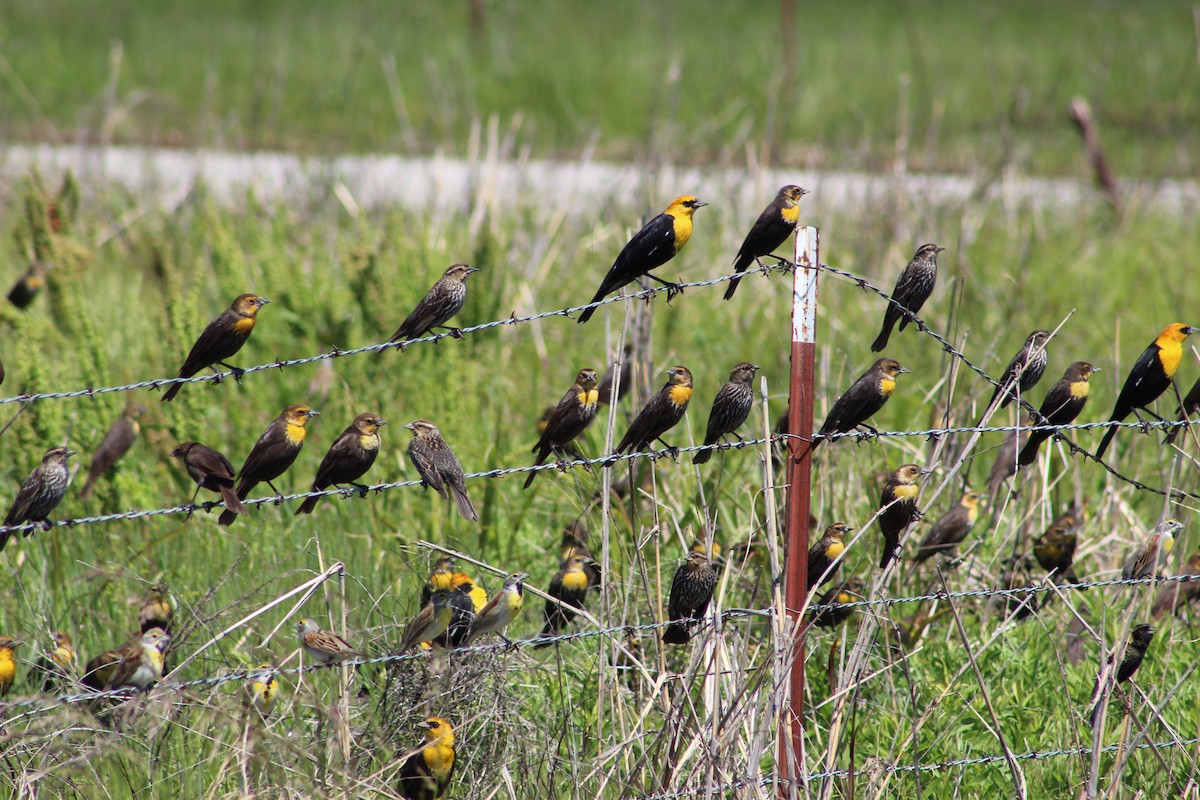 Yellow-headed Blackbird - ML56909221