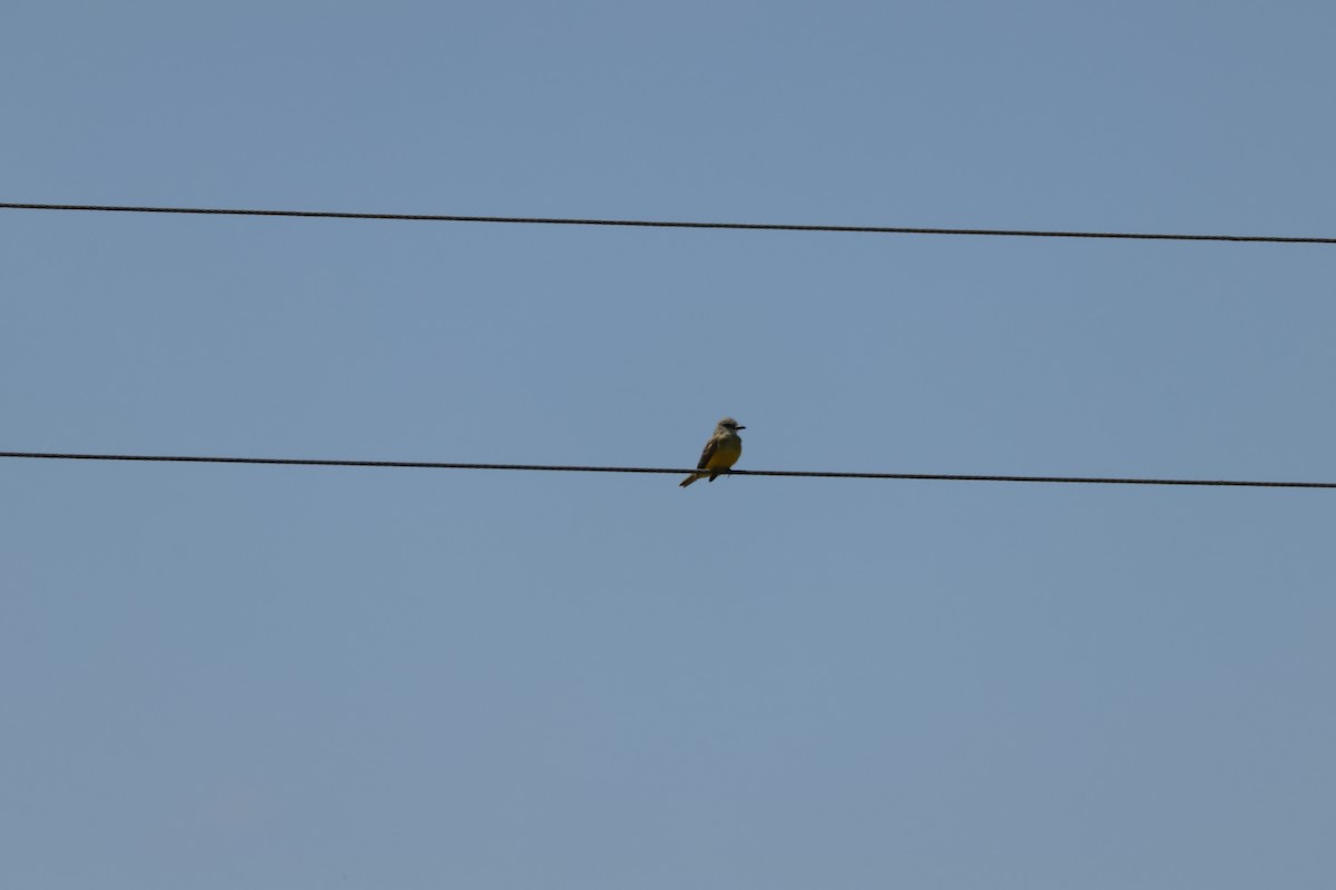 Western Kingbird - ML569092331