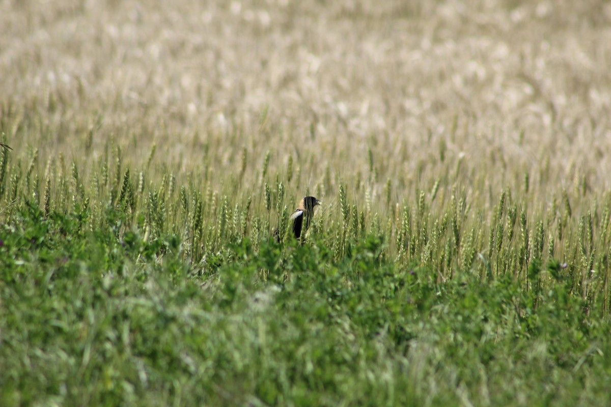 Bobolink - ML56909321