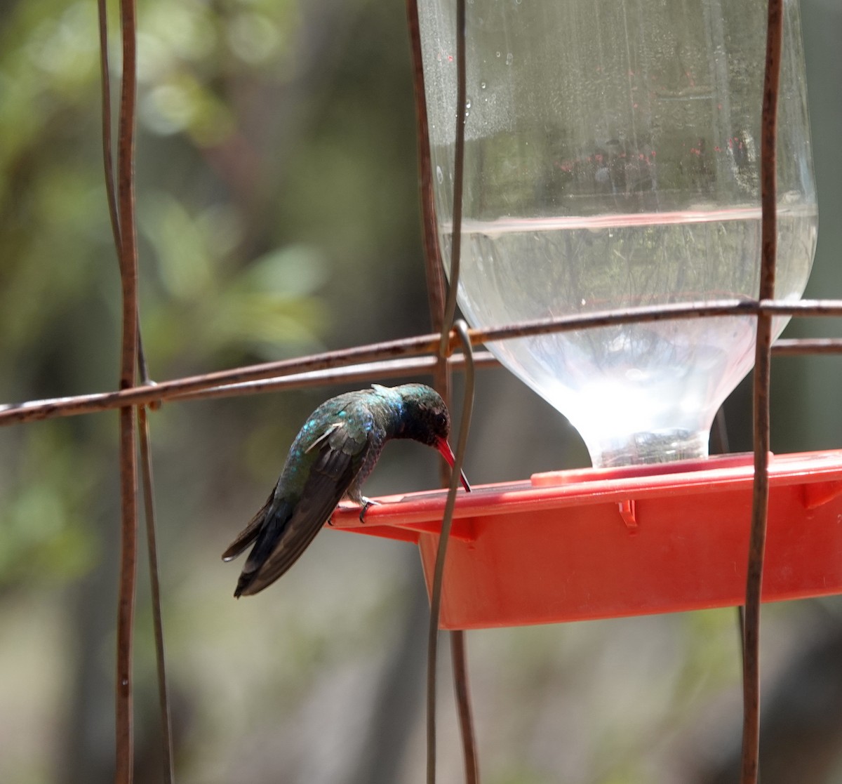 Broad-billed Hummingbird - Kay Kriz