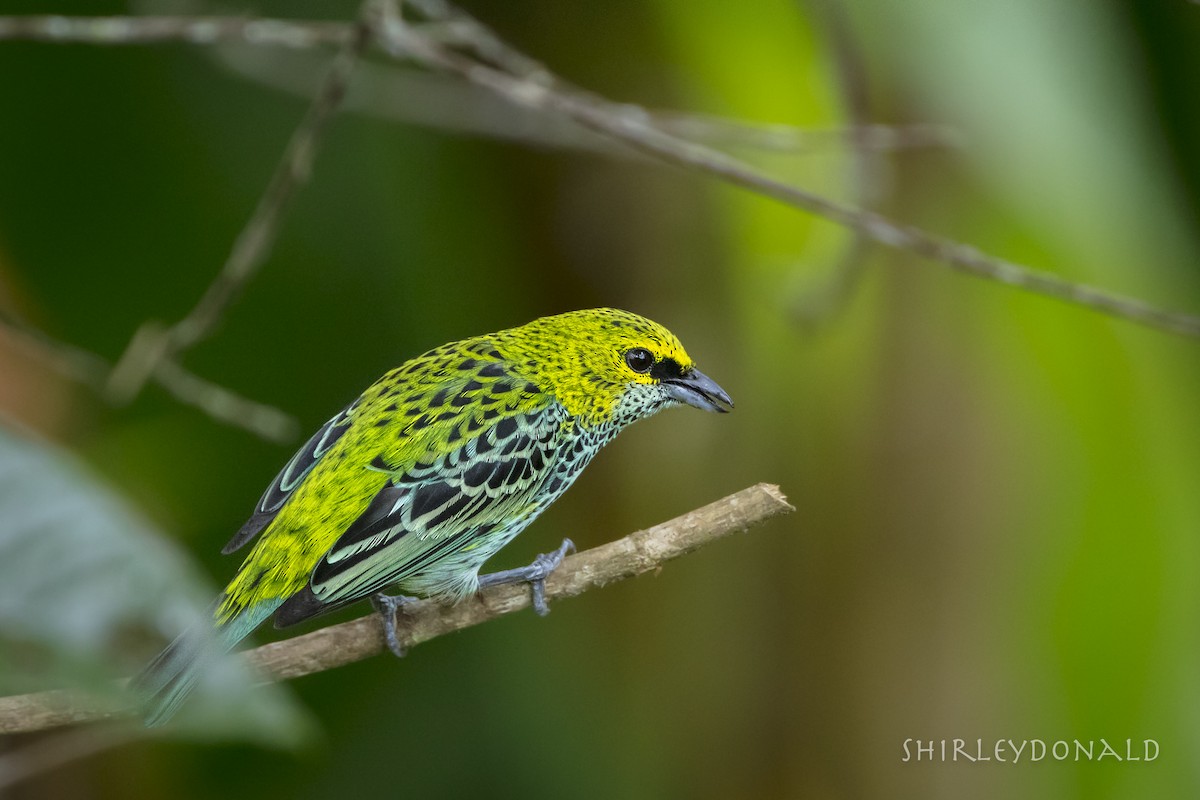 Speckled Tanager - Shirley Donald