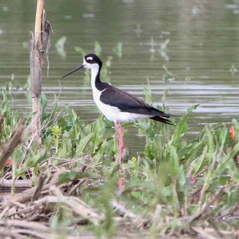 pisila černokrká - ML569098421