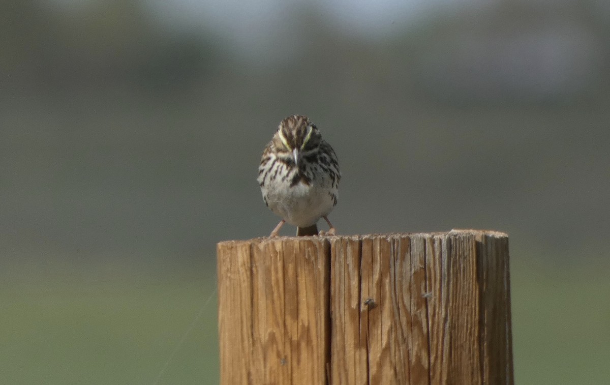 Savannah Sparrow - Dan Zmolek