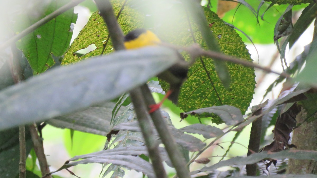 Golden-collared Manakin - ML56909891