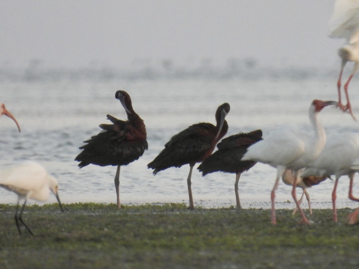 Glossy Ibis - ML569099001