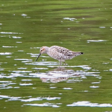 jespák dlouhonohý - ML569099061