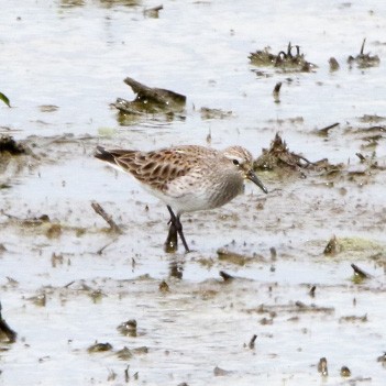 jespák tundrový - ML569099161