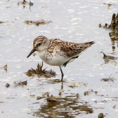 jespák srostloprstý - ML569099251