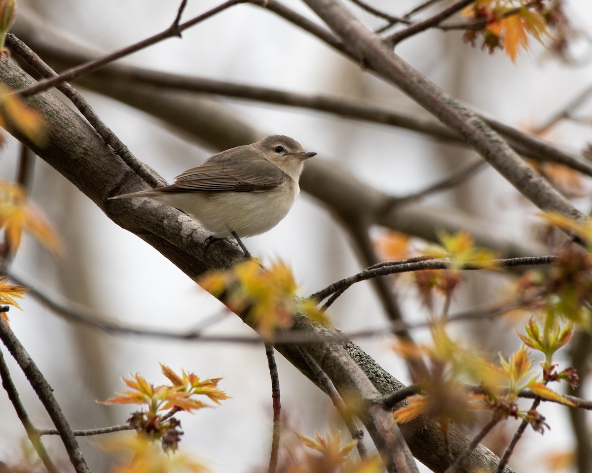 Warbling Vireo - Jake Nafziger