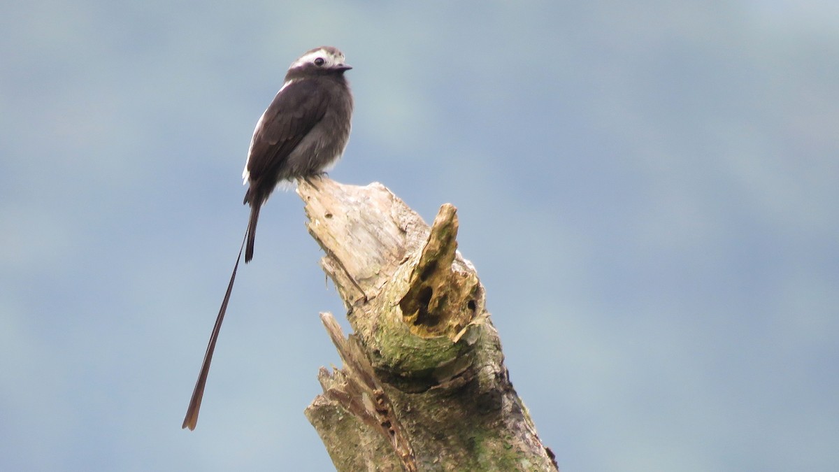 Long-tailed Tyrant - ML56910011