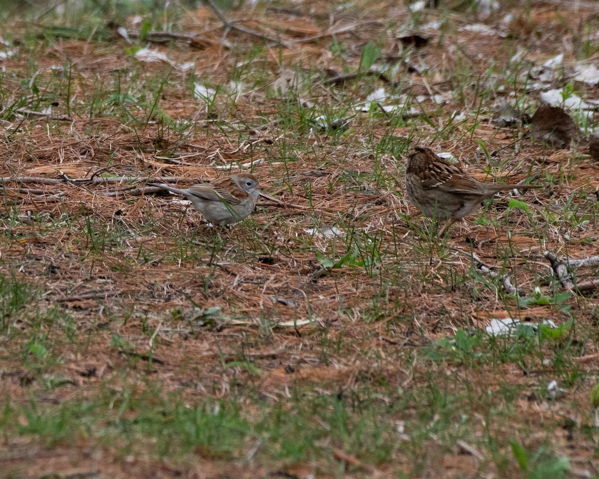 Field Sparrow - ML569100981