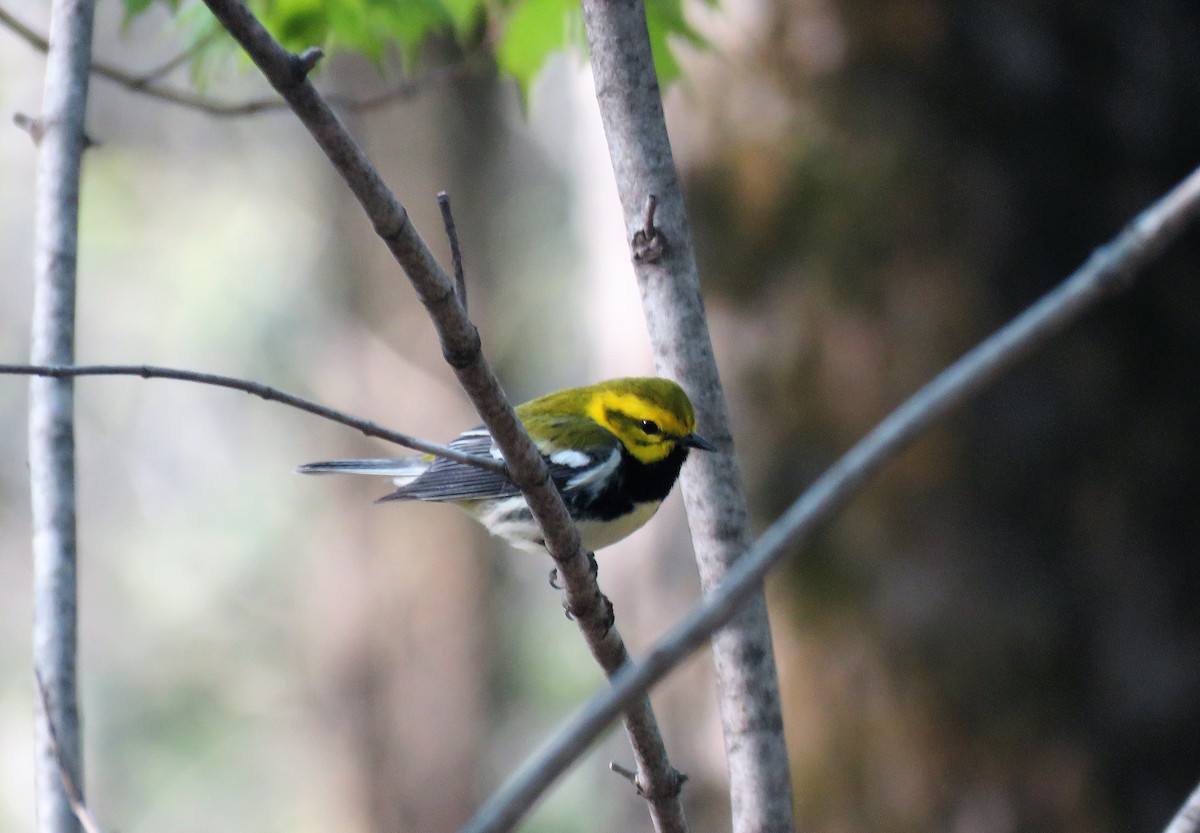 Black-throated Green Warbler - ML569101061