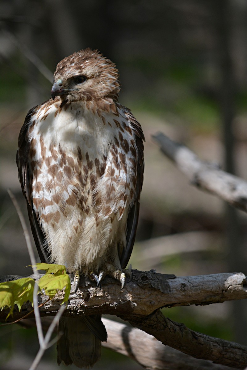 káně páskovaná - ML569101641