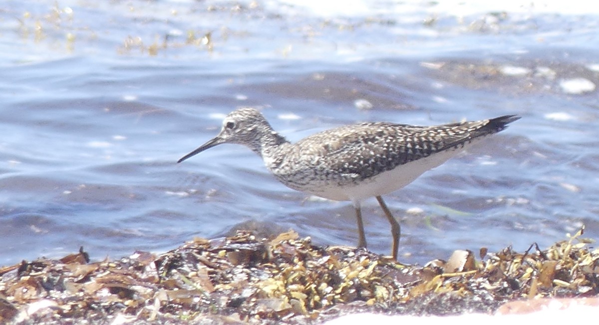 Lesser Yellowlegs - ML569102581