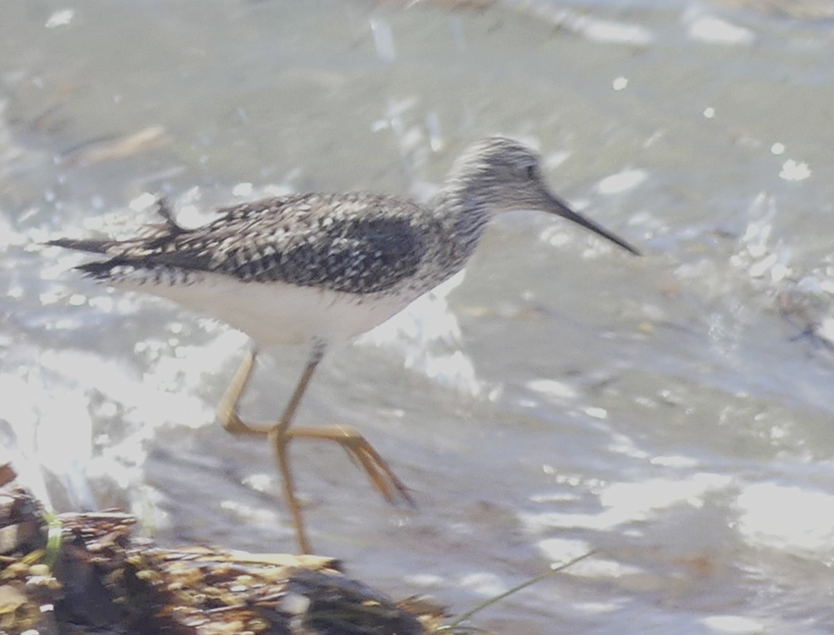 Lesser Yellowlegs - ML569102591