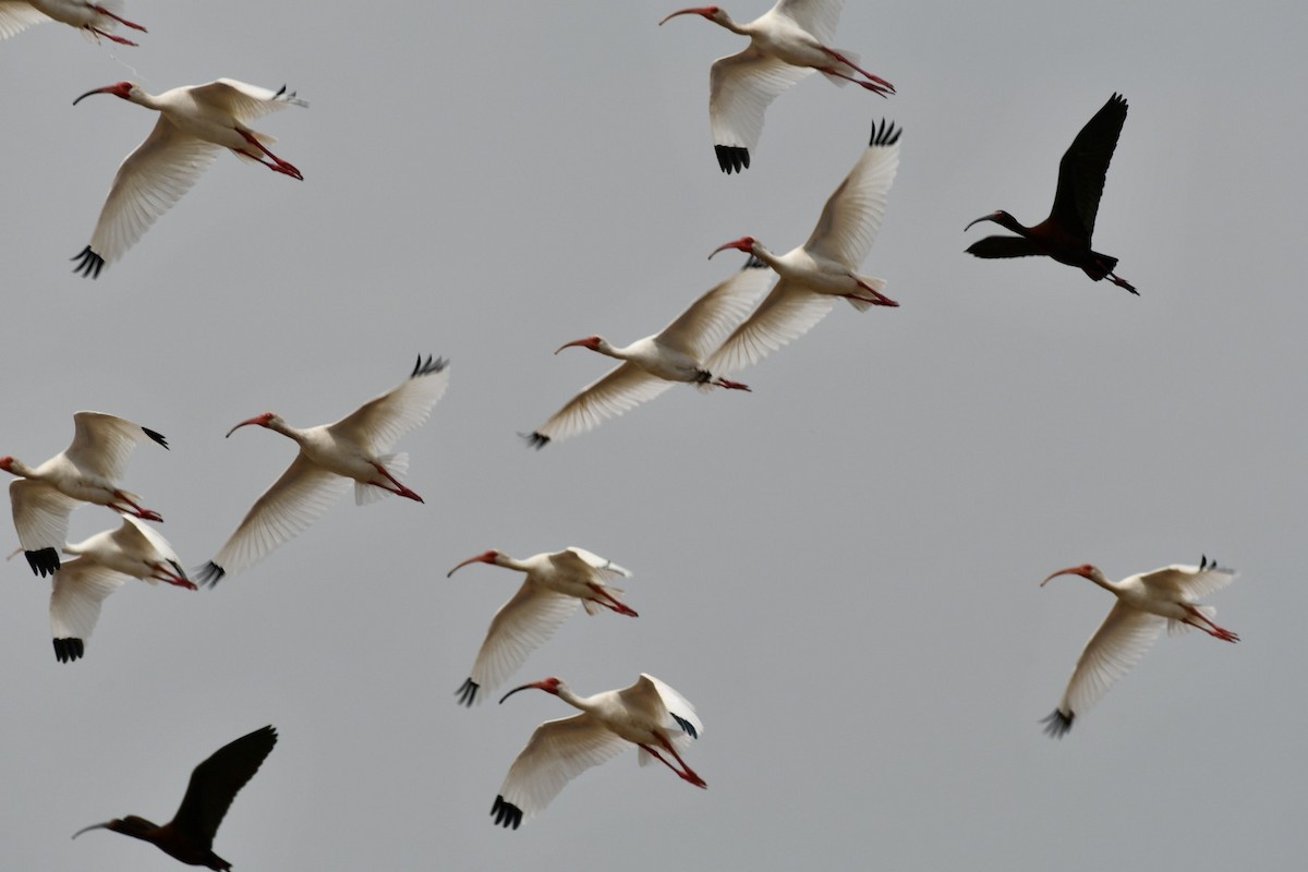ibis bílý - ML569103971