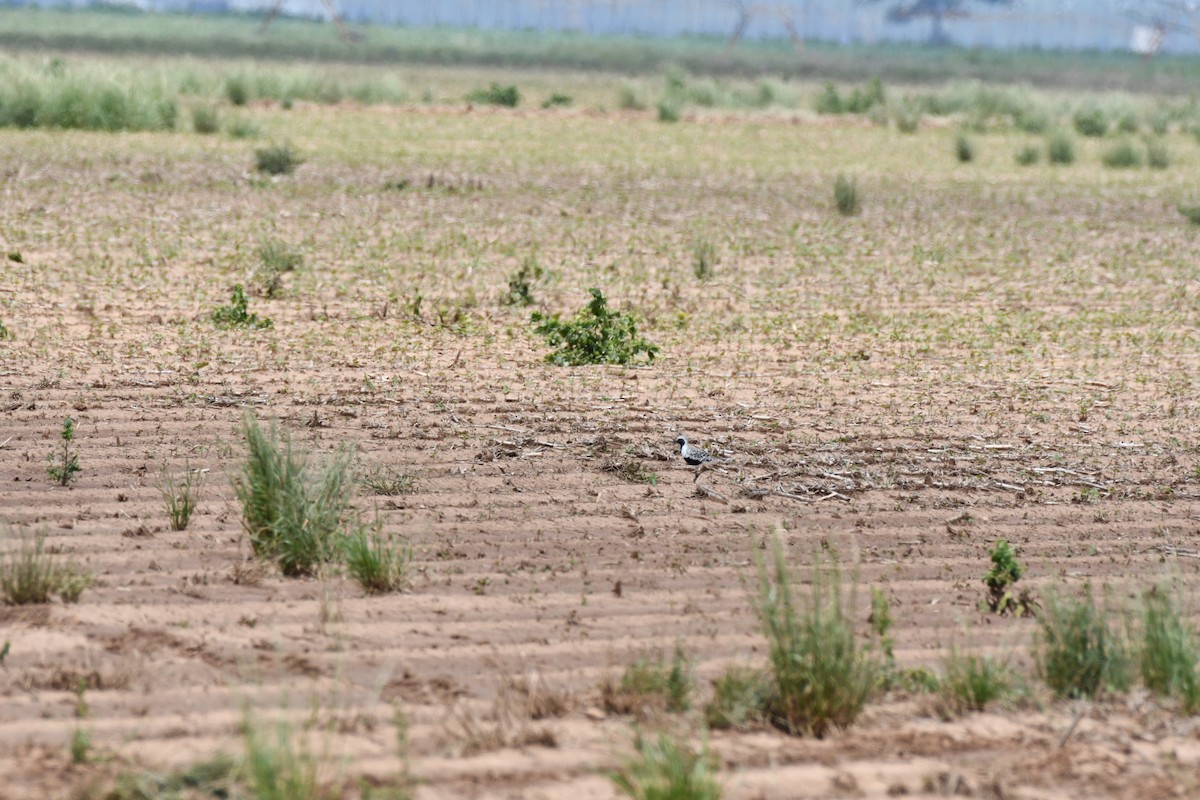 Black-bellied Plover - ML569104181