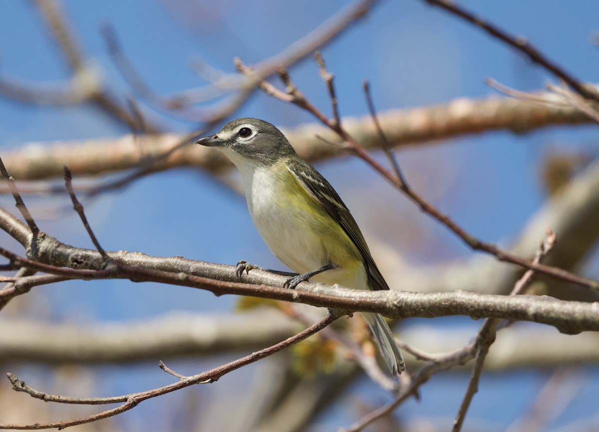 Blue-headed Vireo - ML569104821