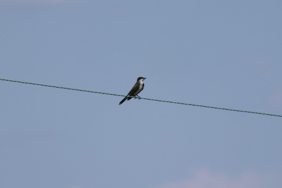 Eastern Kingbird - ML569105311