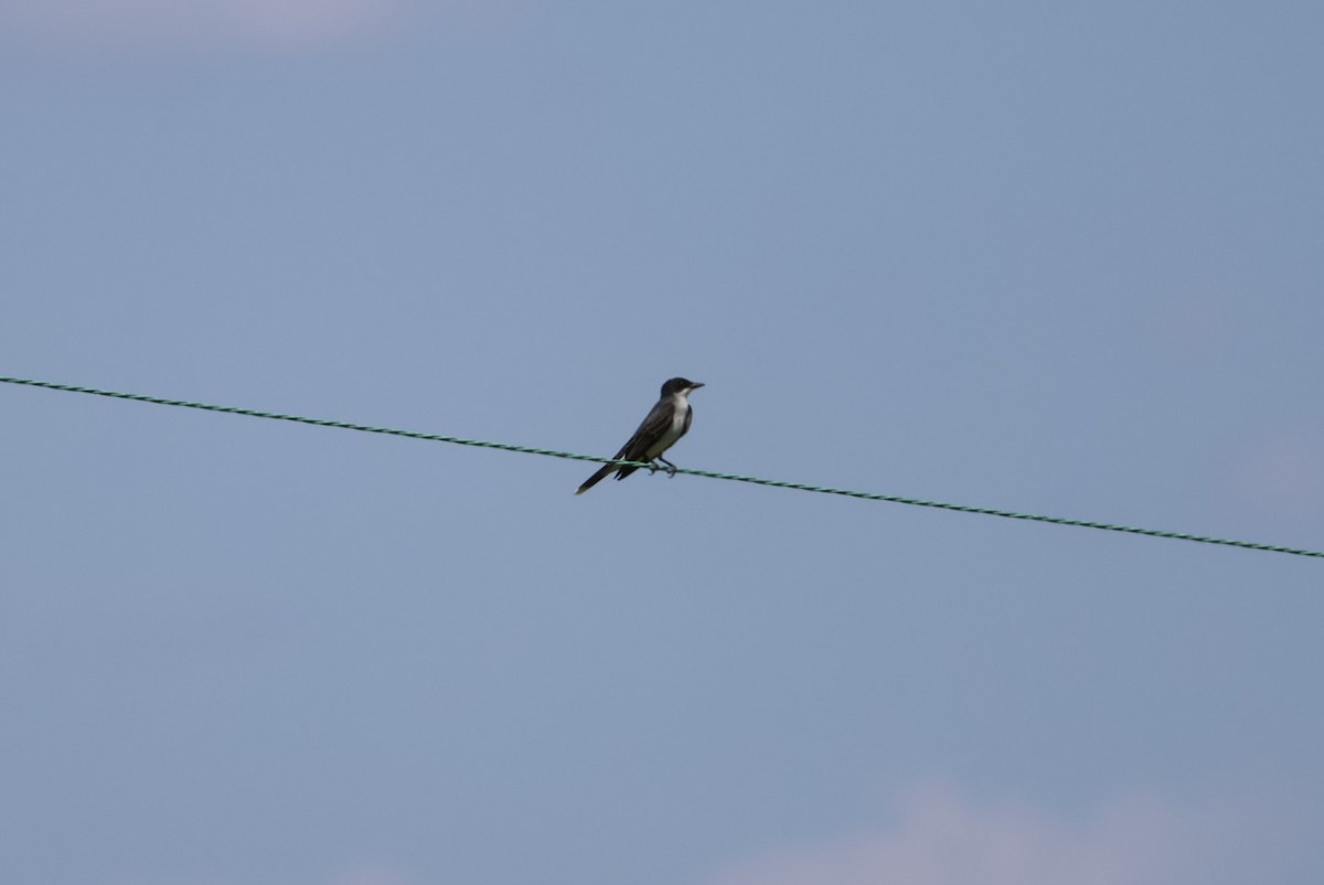 Eastern Kingbird - ML569105321