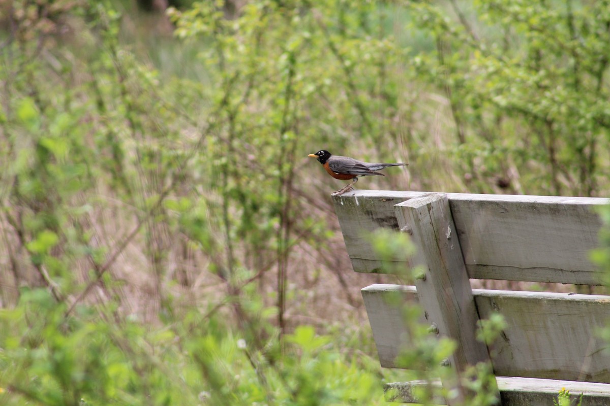 American Robin - ML569105351