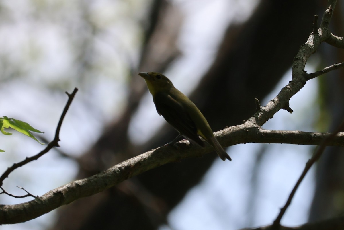 Summer Tanager - ML569105561