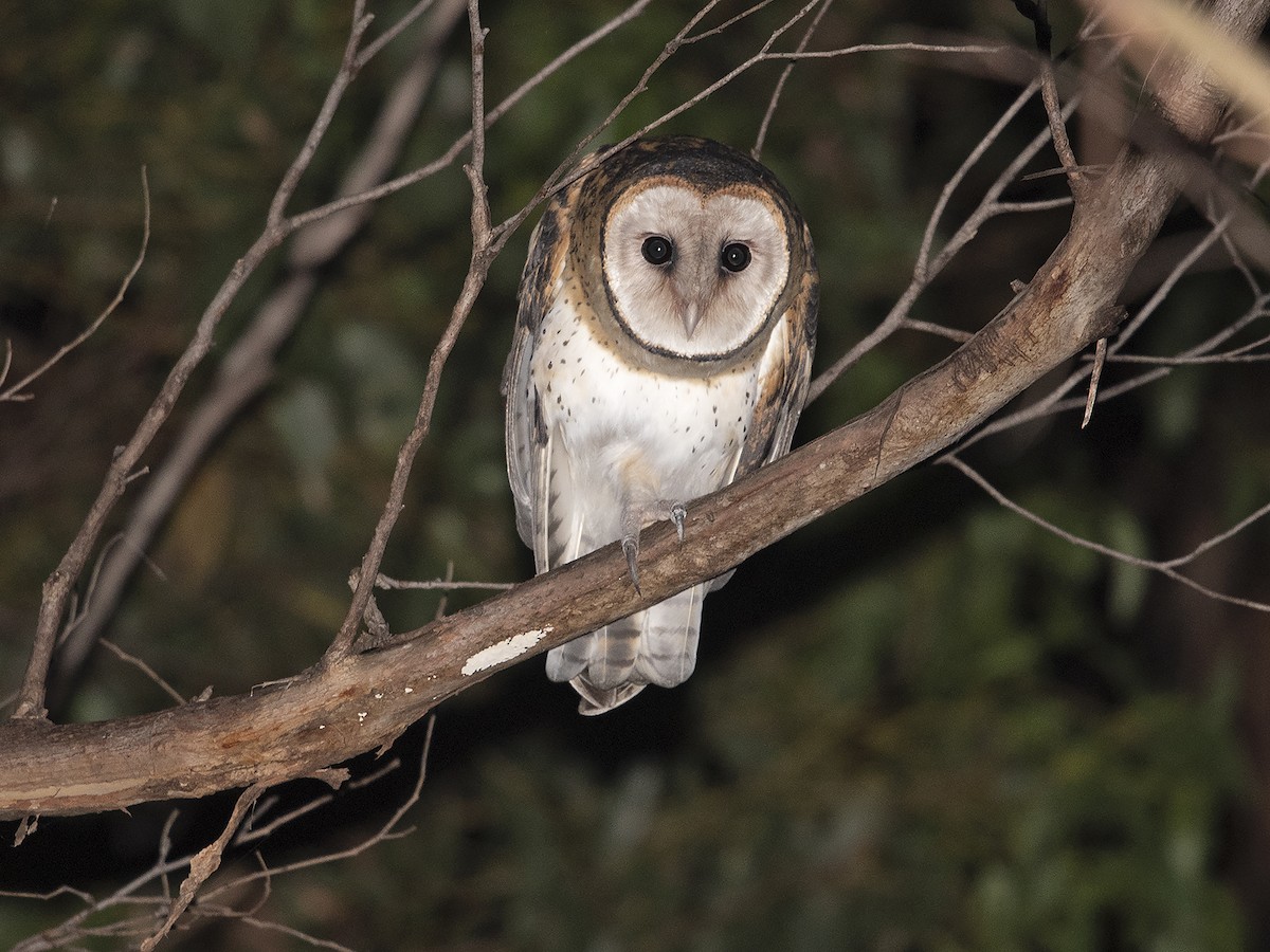 Australian Masked-Owl - ML569105621