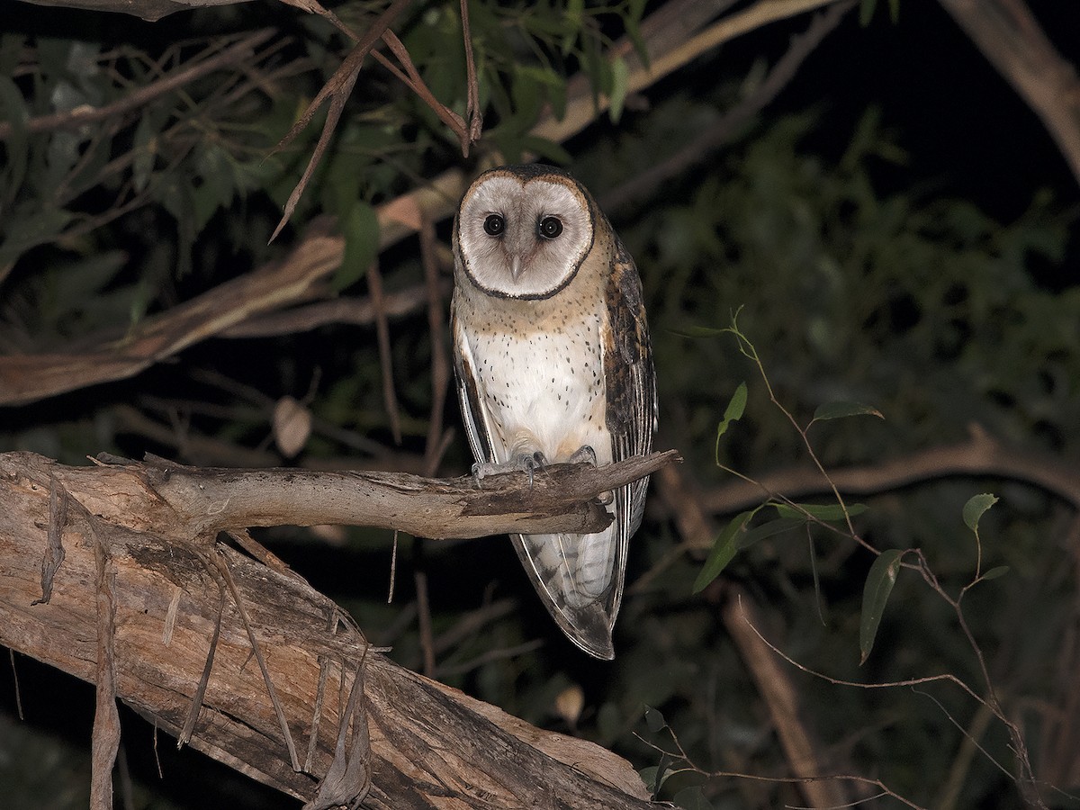 Australian Masked-Owl - ML569105631