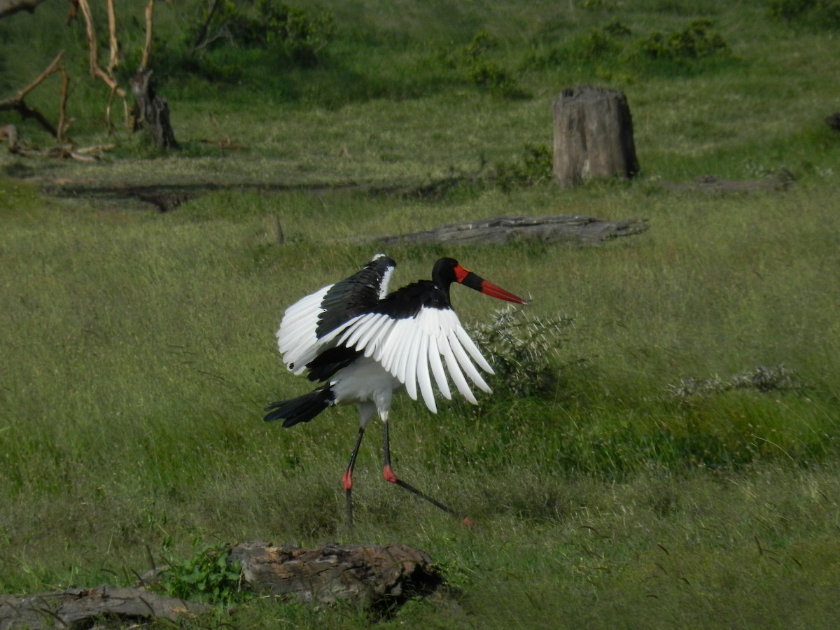 Saddle-billed Stork - ML56910601