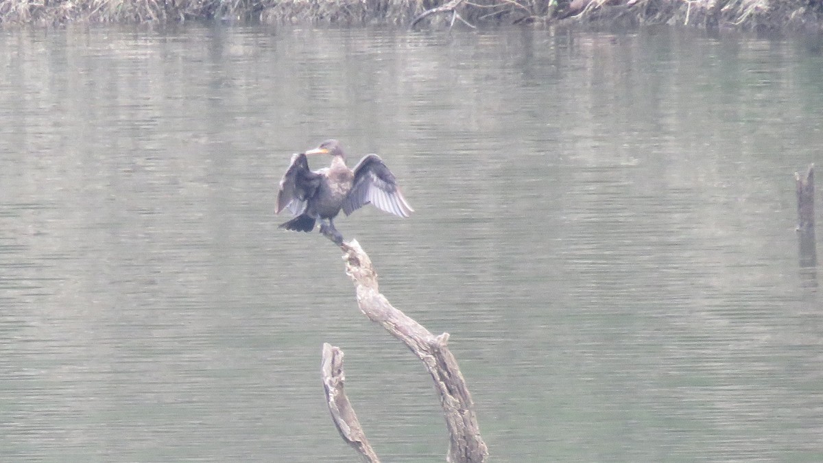 Neotropic Cormorant - ML56910611