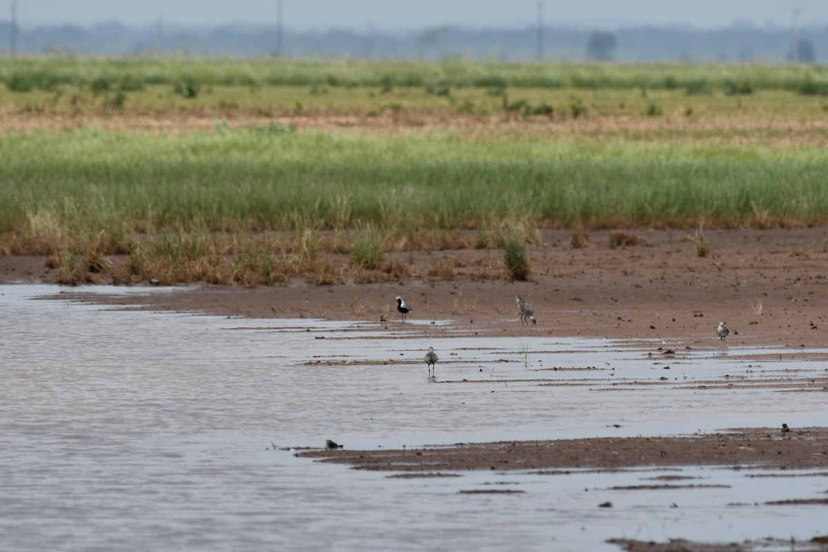 Black-bellied Plover - ML569106211