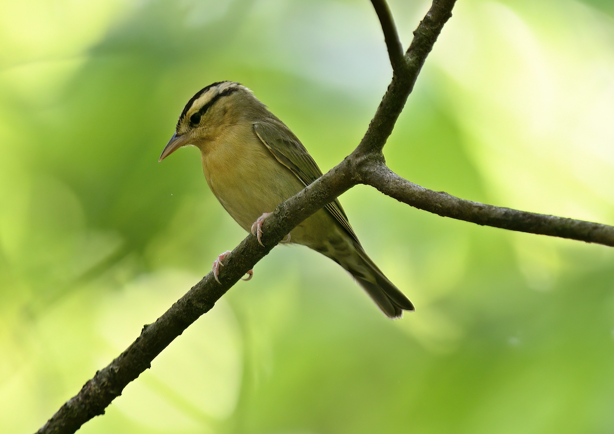 Worm-eating Warbler - Jesse Adkins