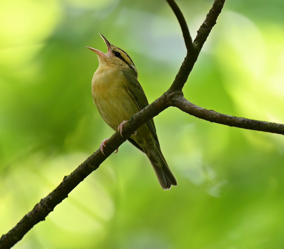 Worm-eating Warbler - Jesse Adkins