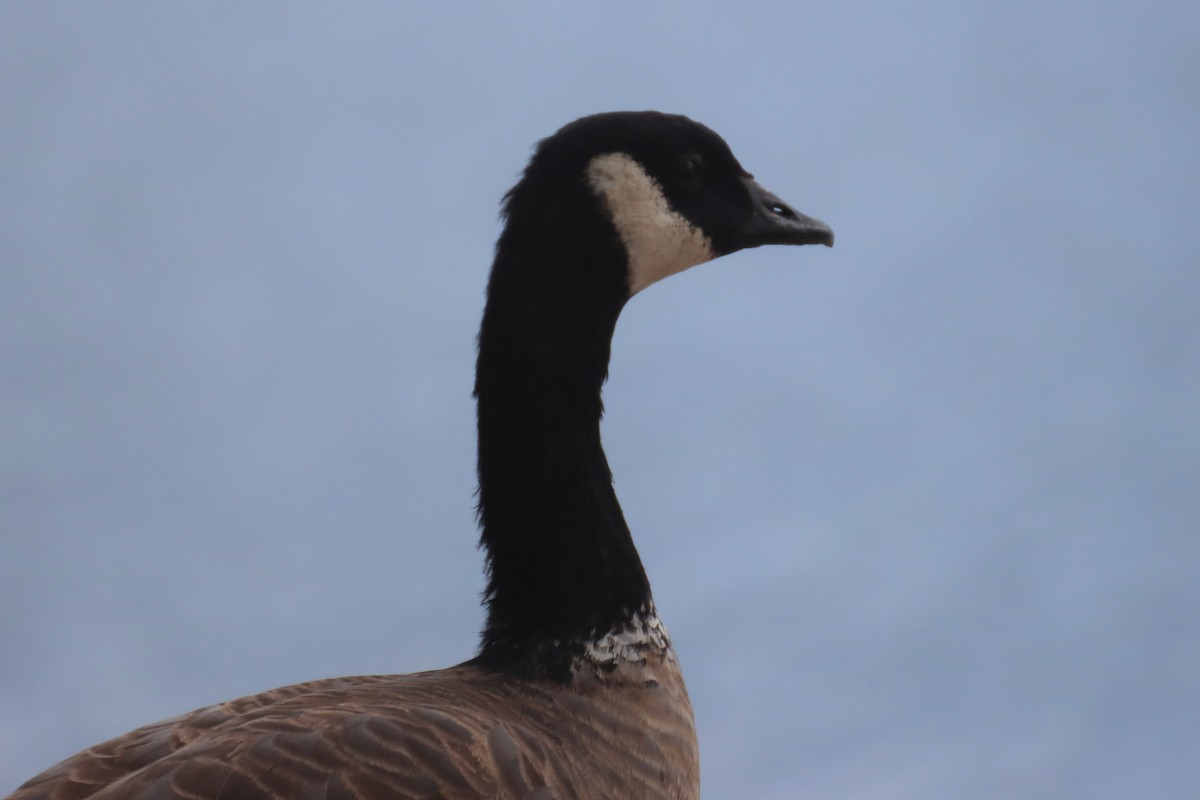 Cackling Goose - ML569107041