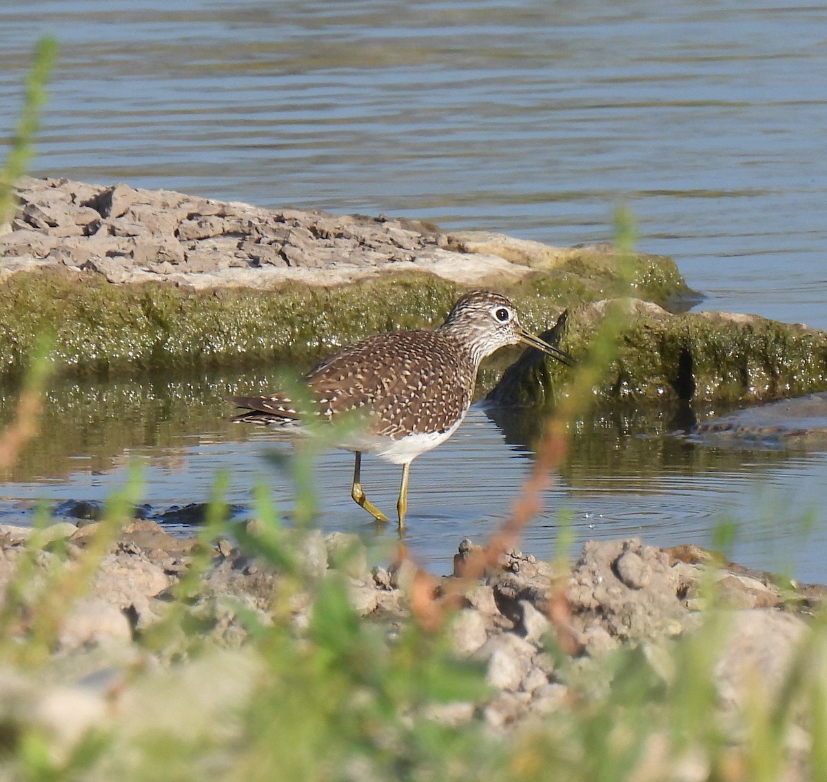 Solitary Sandpiper - ML569107911
