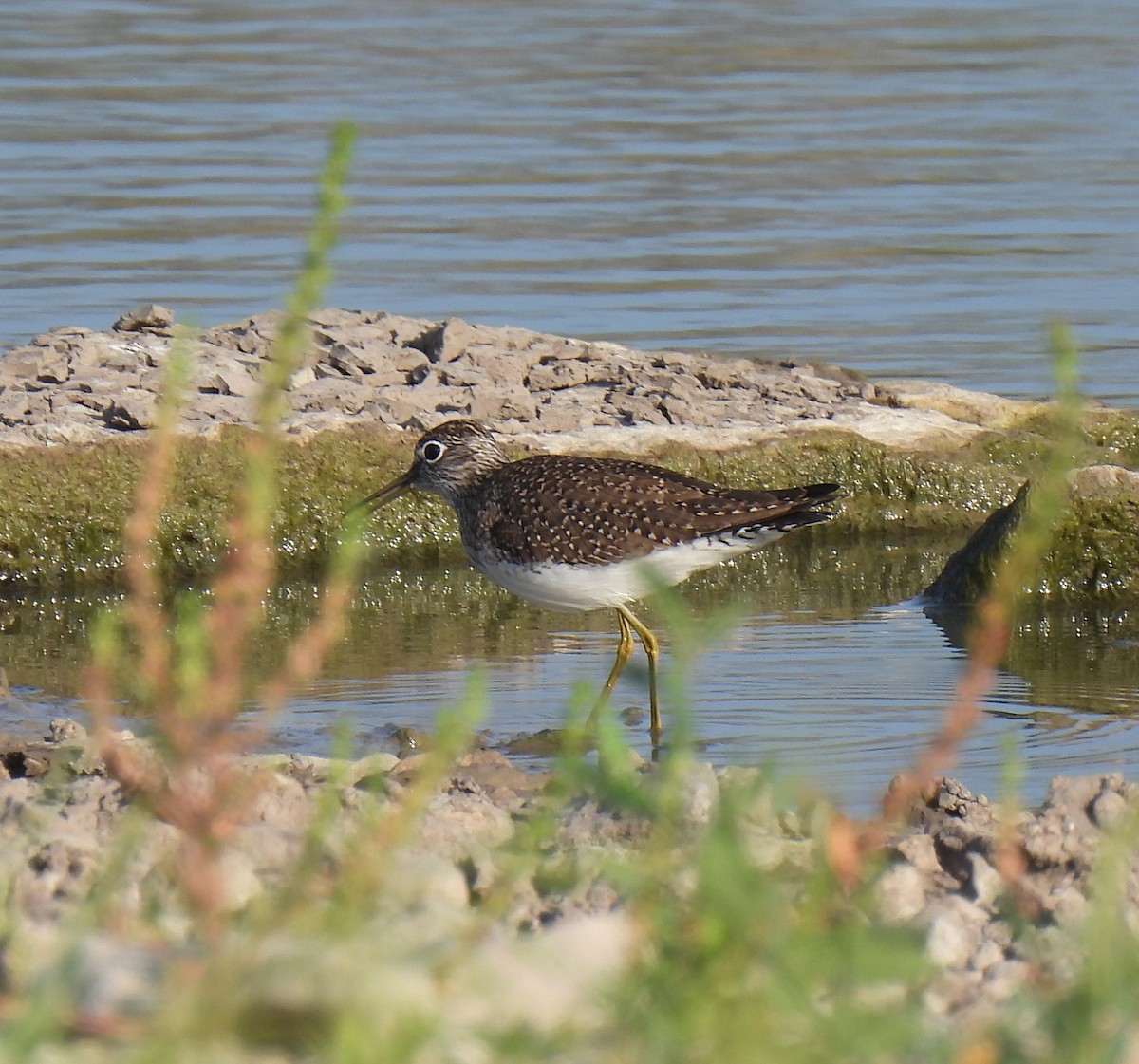 Solitary Sandpiper - ML569107941