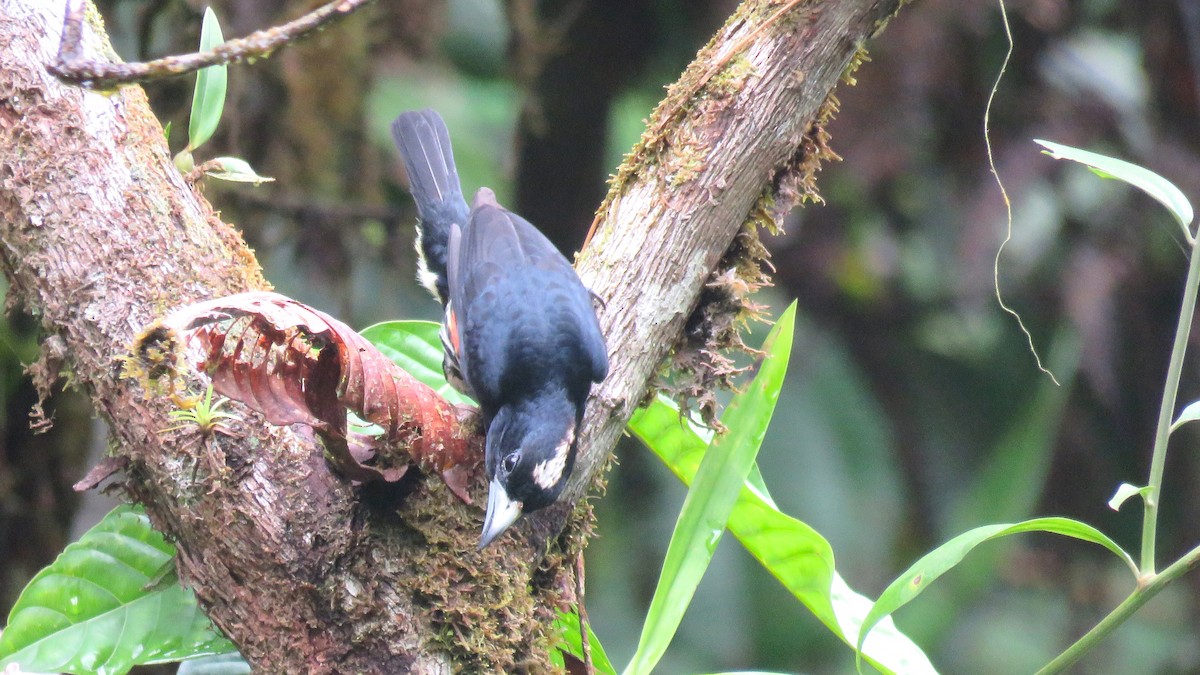 Spot-crowned Barbet - ML56910831