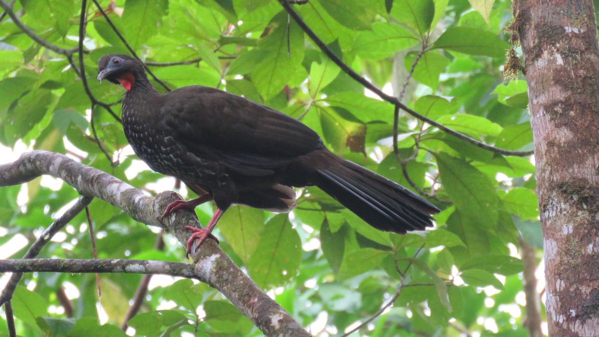 Baudo Guan - Tim Forrester