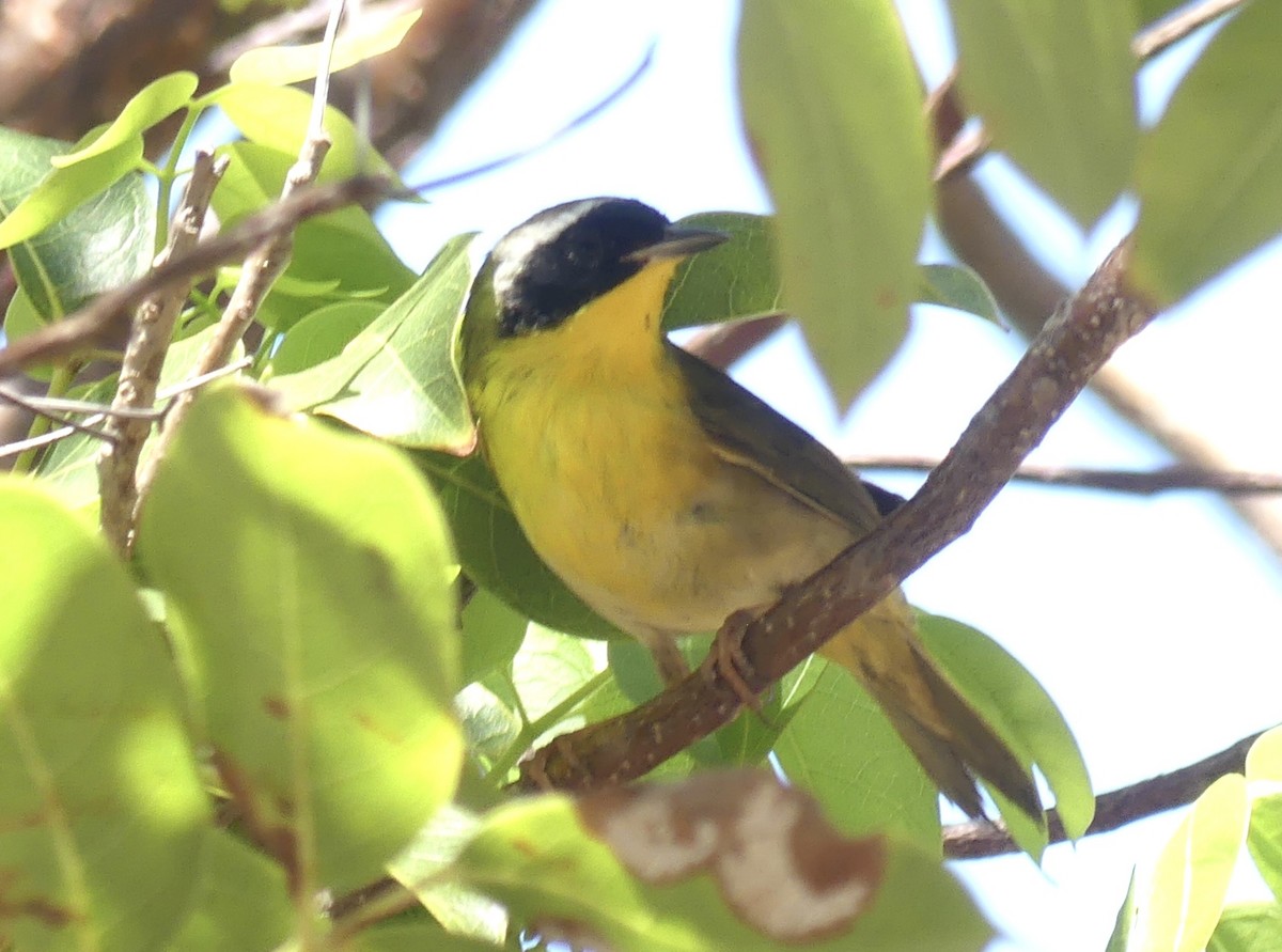 Common Yellowthroat - ML569109021