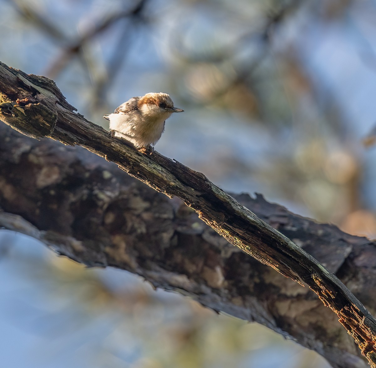Brown-headed Nuthatch - ML569109181