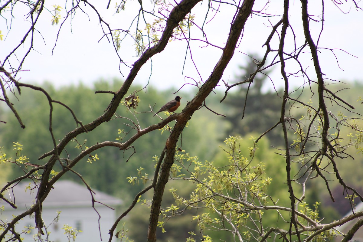 American Robin - ML569109261