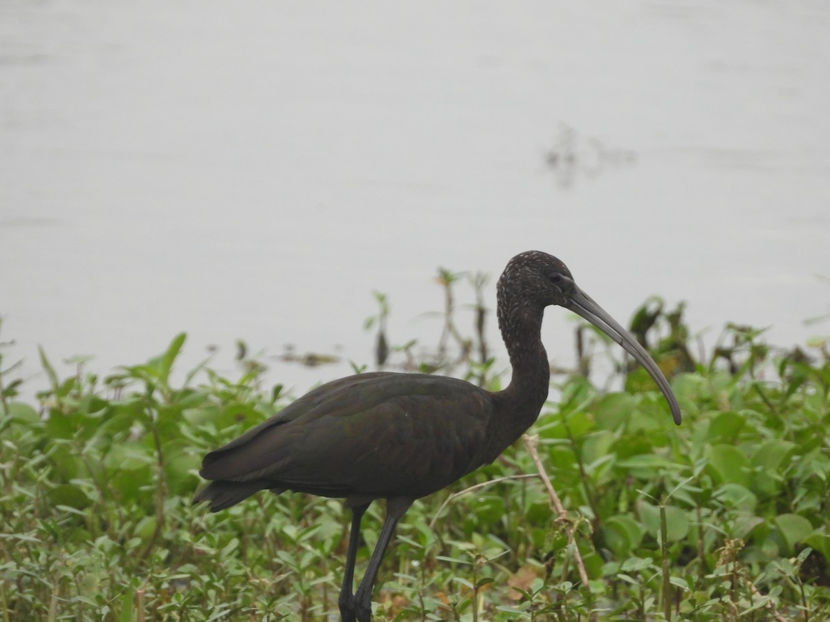 ibis hnědý - ML569109911