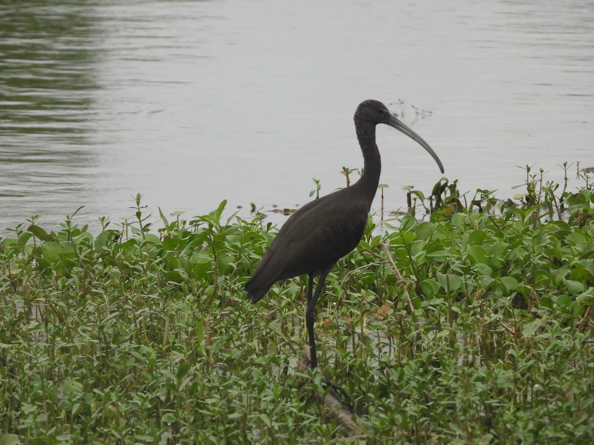 ibis hnědý - ML569109921