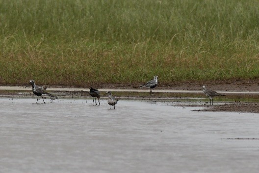 Black-bellied Plover - ML569110501