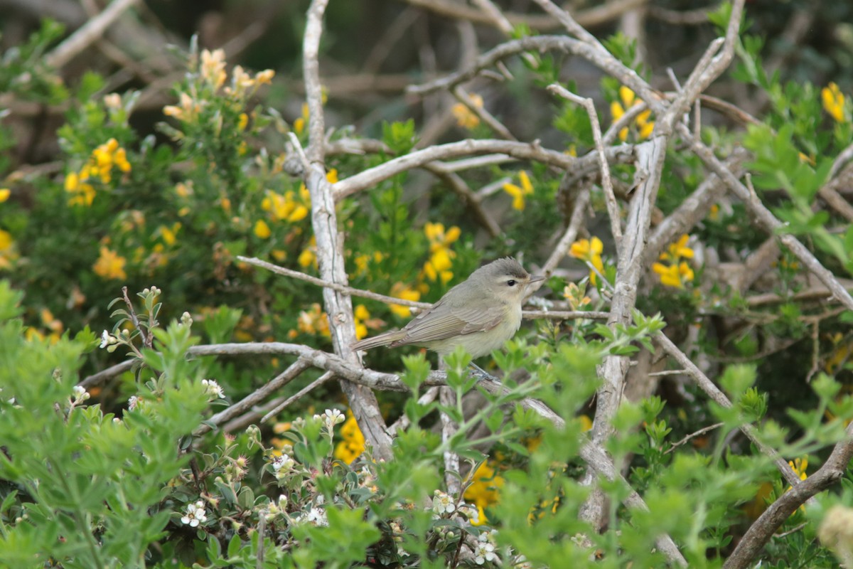 Warbling Vireo - ML56911071