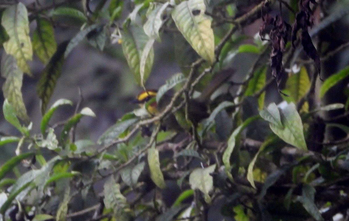 Golden-browed Warbler - ML569110801