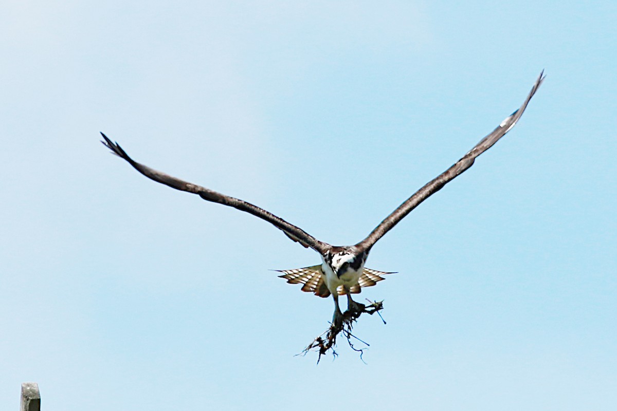 Загасч явлаг - ML569110891