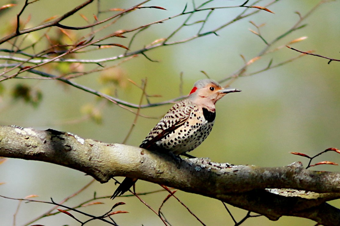 Northern Flicker - ML569111121